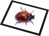 Lieveheersbeestje / Ladybird  Glazen Placemat met zwarte rand