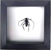 Apeirom Opgezette Rednecked Longi Corn - decoratief - in 3D lijst - 16 cm x 16 cm - zwarte lijst