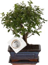 ZynesFlora - Bonsai in Keramiek - Ø 12 cm - ↕ Hoogte: 20-25 cm - Kamerplant in Pot