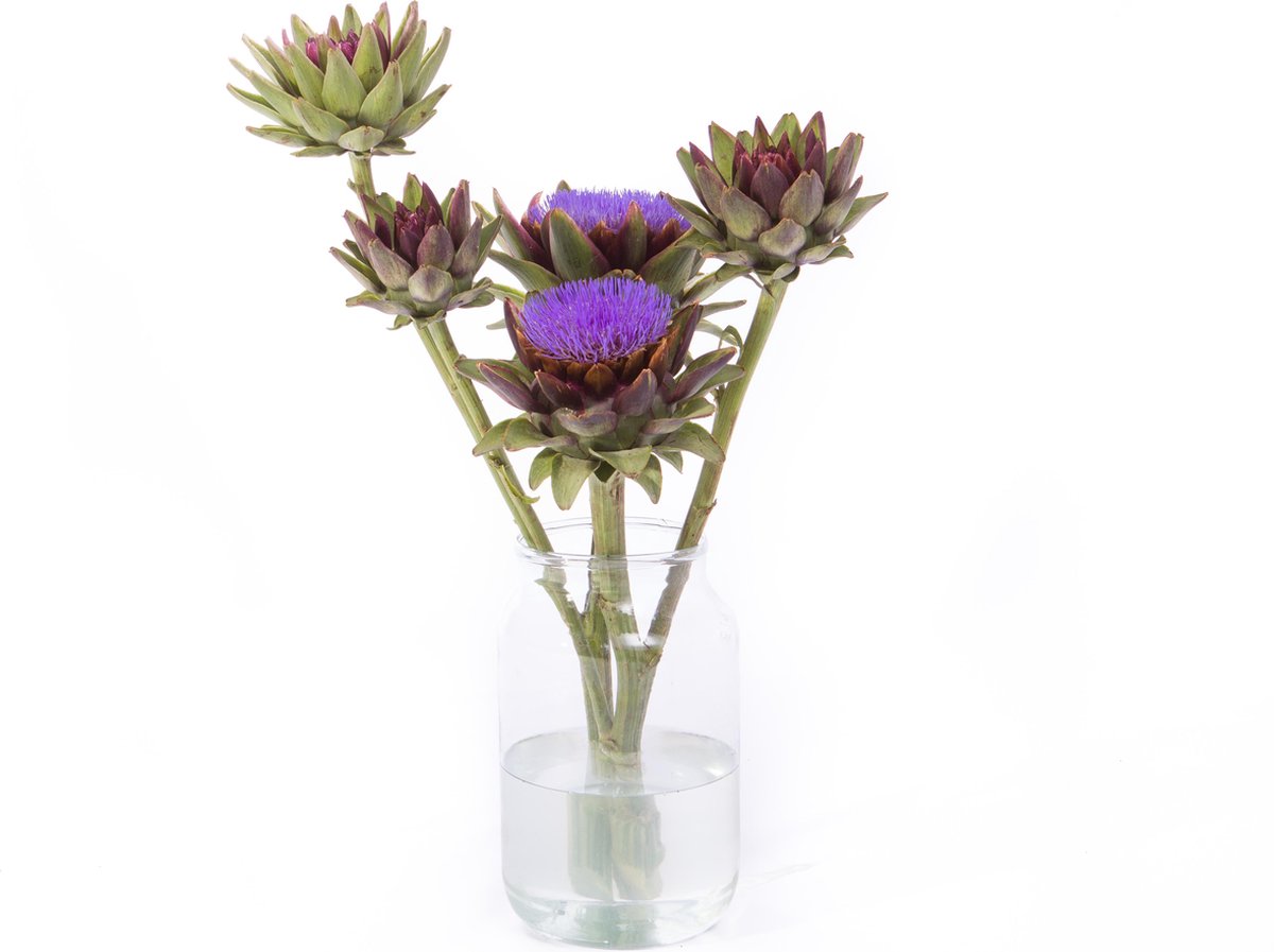 Verse Artisjokken - Droogbloemen - 2 Takken - XL