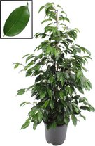 Ficus benjamina 'Danielle' – ↨ 105cm – ⌀ 21cm