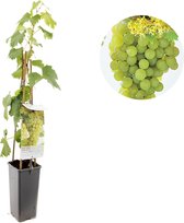 Witte druif - Vitis vinifera 'Fanny' - druivenplant - druivenstruik - ca. 60cm hoog