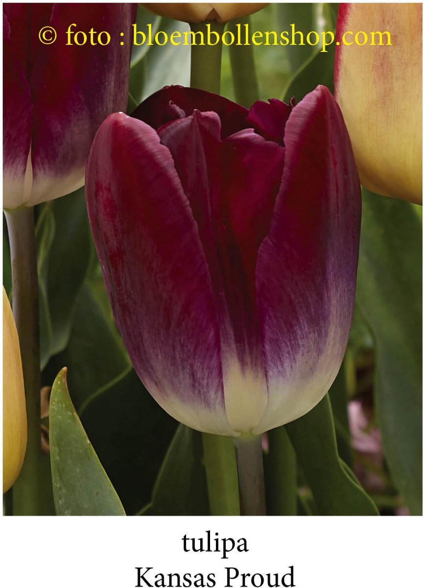 tulp Kansas Proud 25 bollen maat 12/+ tulpen - bloembollen- tulpenbollen