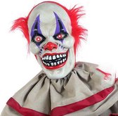 Kwade Clown (153 cm)