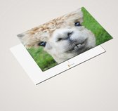 Idée cadeau ! | Set de cartes postales de Luxe en alpaga 10x15 cm | 24 pièces