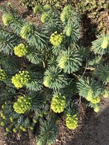 6 x Euphorbia Characia Wulfenii - Wolfsmelk pot 9x9cm