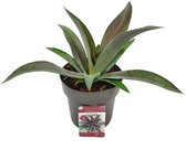 Hellogreen Kamerplant - Mangave ‘Mission to Mars’ - 15 cm