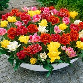 25x Dubbelbloemige tulpen - Tulipa - Mix 'Colourful Carpet' - 25 bollen - Ø10cm