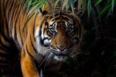 Glasschilderij tijger - 120x80 cm - in kleur- premium collection