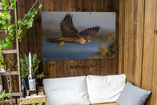 Affiche de jardin Faucon pèlerin - Vol - Oiseaux de proie - 120x80 cm - Jardin