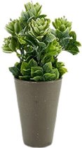 Decoratieve plant Grijs Plastic (10 x 22 x 10 cm)