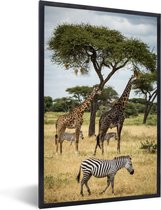 Cadre photo avec affiche - Girafes et zèbres ensemble dans la savanne du parc national du Serengeti - 20x30 cm - Cadre pour affiche