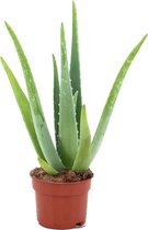 ZynesFlora - Aloë Vera - Ø 14 cm - Hoogte: 45 - 50 cm - Kamerplant - Aloë - Succulent - Vetplant