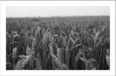 Walljar - Field Of Barley - Muurdecoratie - Canvas schilderij