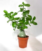 Hydnophytum Papuanum 'Maze plant' (Trendy, Urban Jungle, Kamerplant, Bijzondere plant)