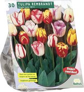 Plantenwinkel Tulipa Rembrandt Mix tulpen bloembollen 30 stuks