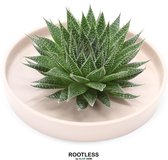 ROOTLESS Aloe – vetplant - taupe pot 20 cm - ZERO water