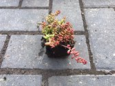 Sedum Album Coral Carpet (per stuk) - Sedumpluggen voor groen dak