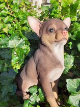 Chihuahua chocolate 23 cm hoog - hond - dog -  - polystone - beeld - tuinbeeld -- decoratiefiguur - interieur - accessoire - voor binnen - voor buiten - cadeau - geschenk