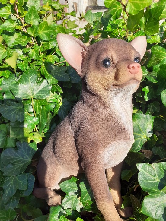 Chihuahua chocolate 23 cm hoog - hond - dog - - polystone - beeld -  tuinbeeld --... | bol.com