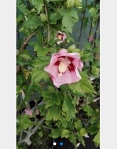 Hibiscus syriacus 'Hamabo' - Altheastruik 40-60 cm in pot