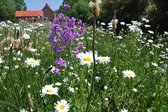 Veldbloemen zaad 'Zonnewarmte 100 m²'