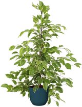 Kamerplant van Botanicly – Rubberboom in blauw ELHO plastic pot als set – Hoogte: 105 cm – Ficus benjamina Golden King