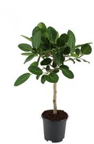 Kamerplant van Botanicly – Banyanboom – Hoogte: 90 cm – Ficus Benghalensis Audrey