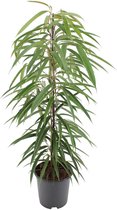 Kamerplant van Botanicly – Langbladige vijgenboom – Hoogte: 105 cm – Ficus binnendijkii Alii