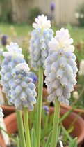 Muscari Armeniacum Esther 8/9 - 50 stuks - blauwe druifjes