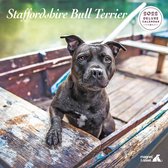 Staffordshire Bull Terrier Kalender 2022 Deluxe