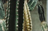 Walljar - Close-up Cactus II - Muurdecoratie - Poster