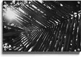 Walljar - Cocosnoot Palm - Muurdecoratie - Plexiglas schilderij