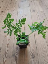 Roomse Kervel - kruidenplant in pot 9 cm - Myrrhis odorata