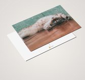 Cadeautip! Luxe ansichtkaarten set Katten 10x15 cm | 24 stuks | Wenskaarten Katten