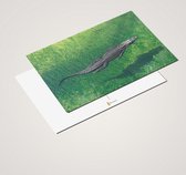 Cadeautip! Luxe krokodillen Ansichtkaarten set 10x15 cm | 24 stuks