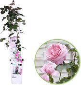 Klimroos Rosa 'Crazy in Love' roze - Winterhard- ↑ 65-75 cm - Pot-Ø 15 cm