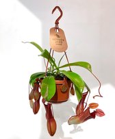 Biologisch Wespen Bestrijden Bekerplant. Nepenthes plant.