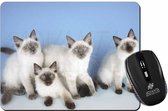 4 Ragdoll Kittens Muismat