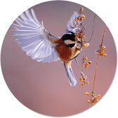 Label2X Muurcirkel vogel besje - Ø 40 cm - Forex