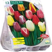 Plantenwinkel Tulipa Darwin Mix tulpen bloembollen per 12 stuks