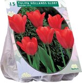 Plantenwinkel Tulipa Hollands Glorie tulpen bloembollen per 15 stuks