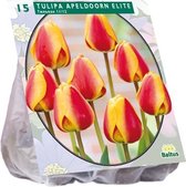 Plantenwinkel Tulipa Apeldoorn Elite tulpen bloembollen per 15 stuks