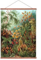 Poster In Posterhanger - Muscinae - Kader Hout - Ernst Haeckel - Botanisch - 70x50 cm - Vintage - Ophangsysteem