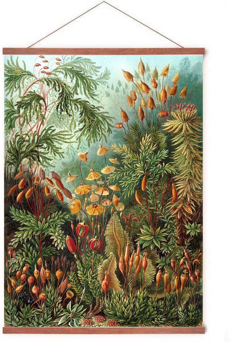 Esque Poster In Posterhanger - Muscinae - Kader Hout - Ernst Haeckel - Botanisch - 70x50 cm - Vintage - Ophangsysteem