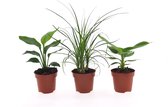 Kamerplanten van Botanicly – 3 × Bananen plant – Hoogte: 35 cm – Musa