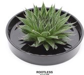 ROOTLESS Aloe – vetplant - zwarte pot 20 cm - ZERO water