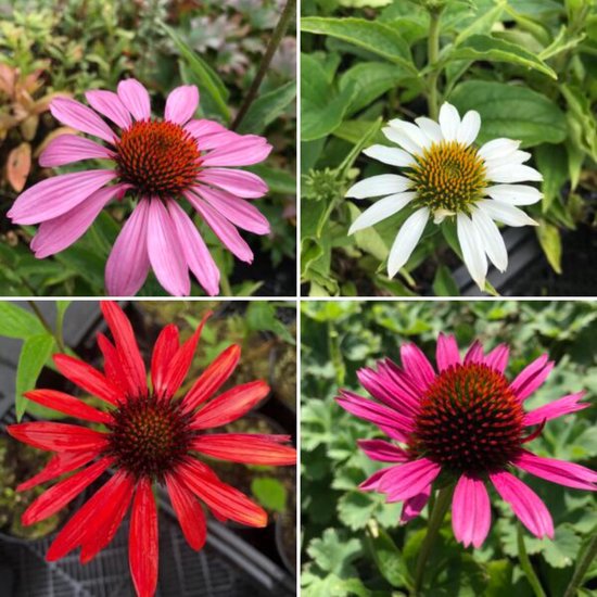 Mix van Echinacea (24 stuks) 4 verschillende soorten Zonnehoed P9