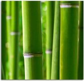 Schilderij Bamboe stengels, 2 maten, groen-wit