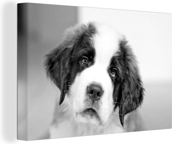 Tableau sur toile Shot du chien Saint Bernard noir et blanc